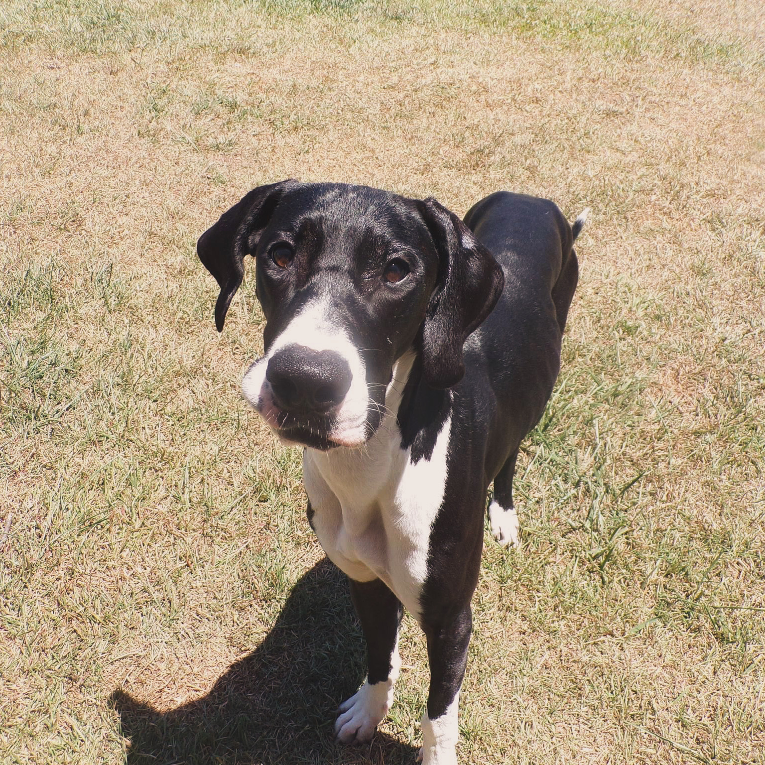 Millie the Great Dane