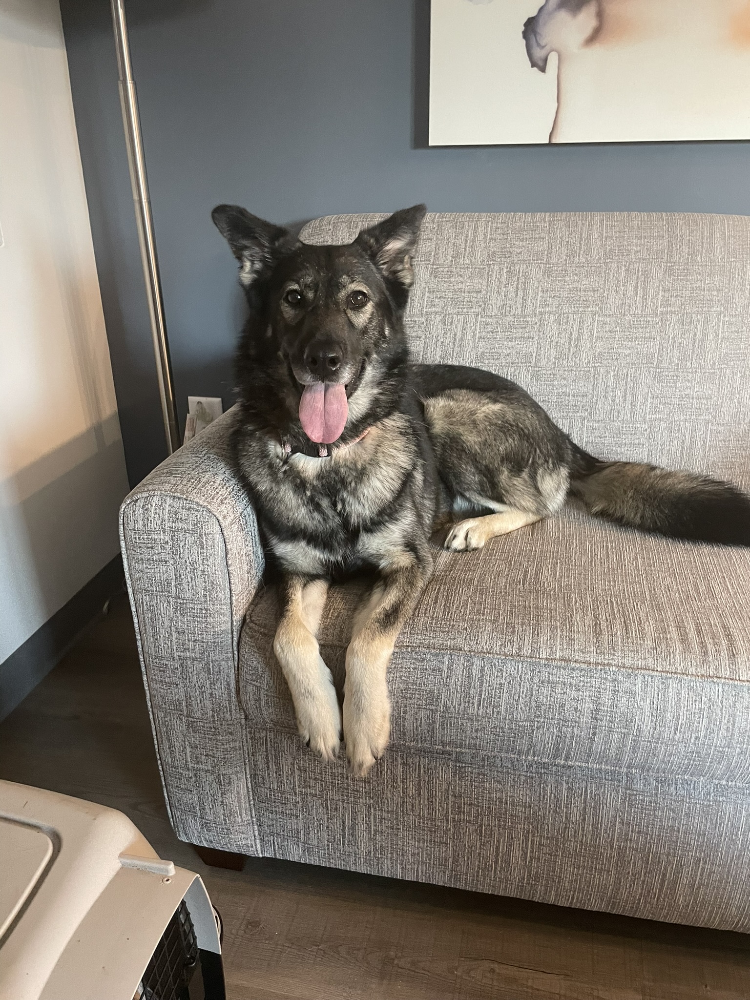 Phoebe the shepherd mix