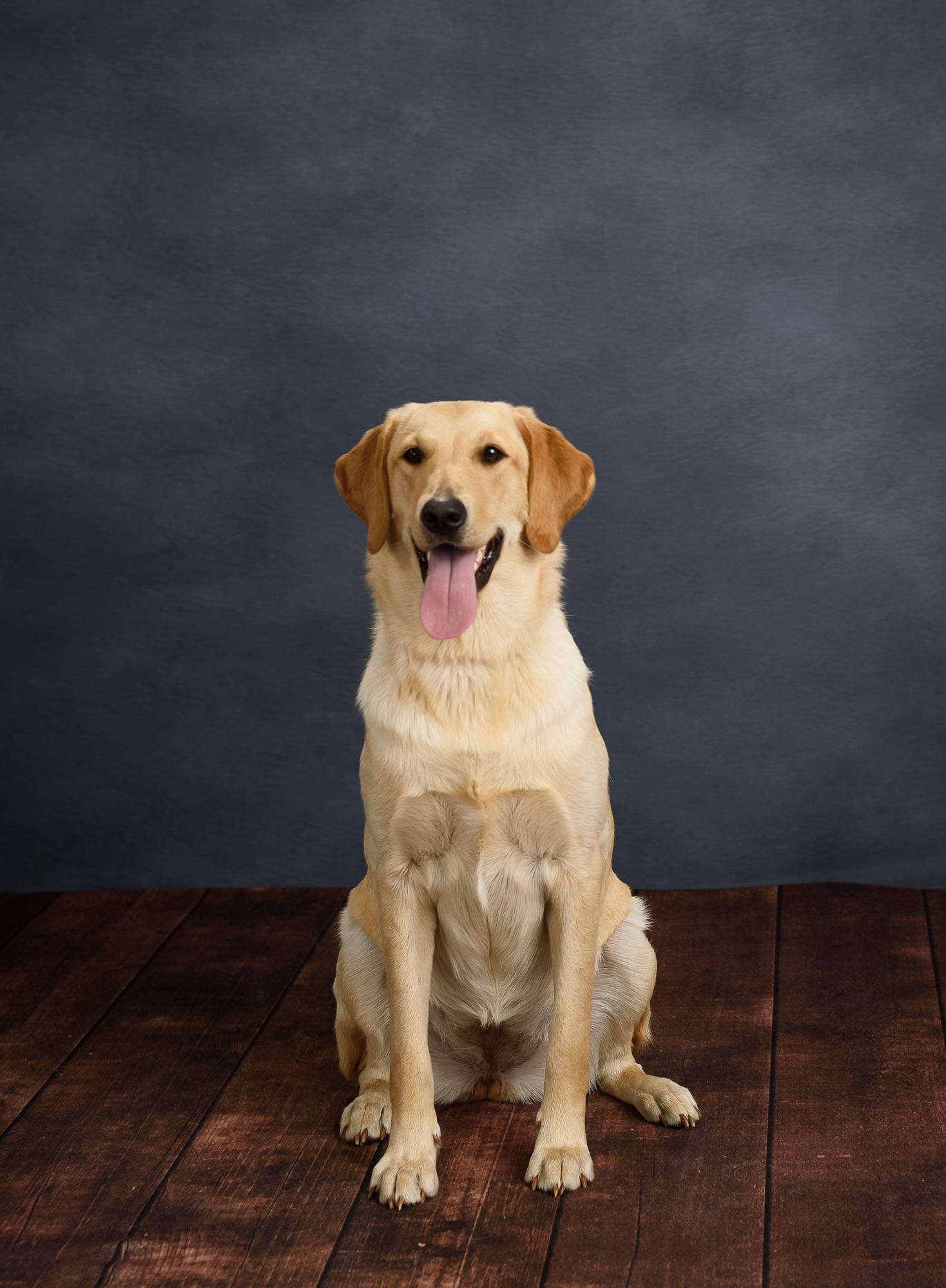 Marley the Labrador