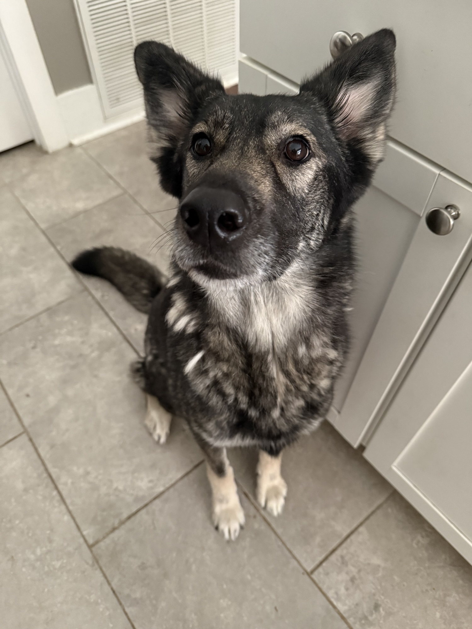 Phoebe the shepherd mix
