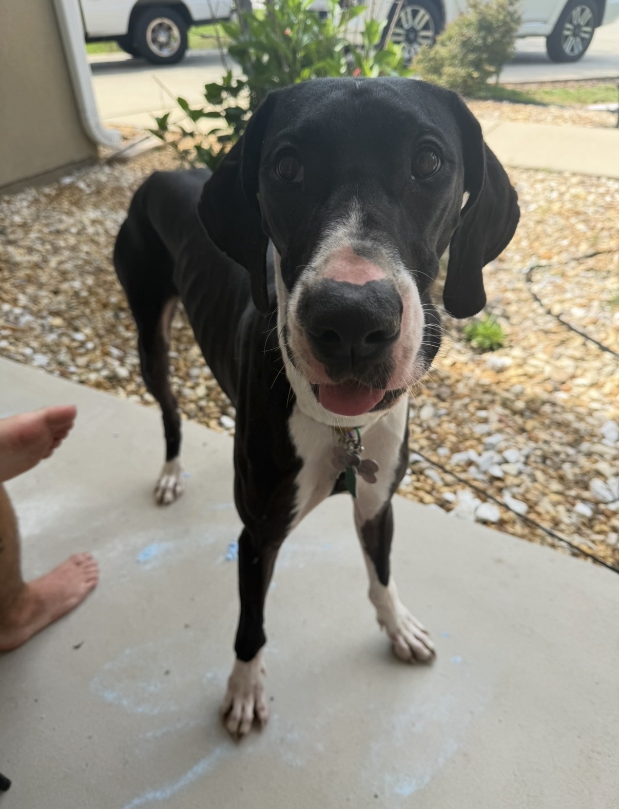 Millie the Great Dane